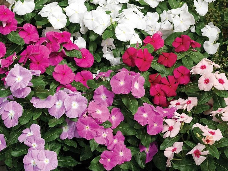 Vinca (Periwinkle)