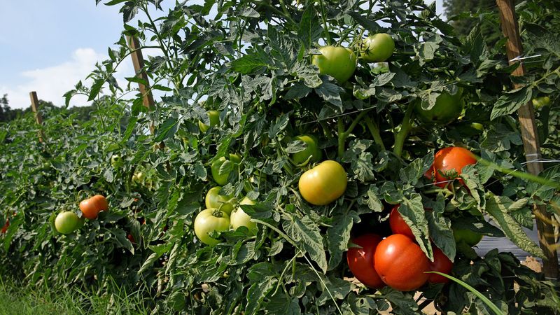 September may overlap fruit expansion, but it is not a statewide deadline