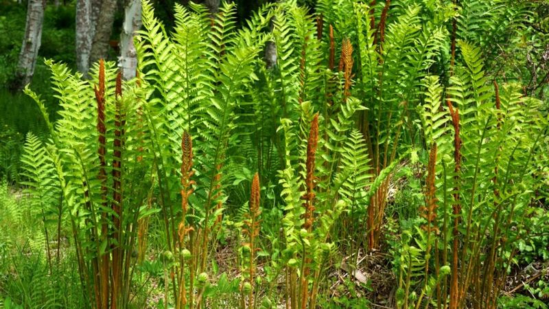 Cinnamon Fern (Osmunda cinnamomea)