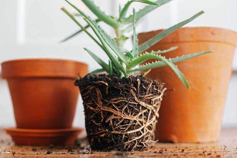 Letting Them Get Root-Bound