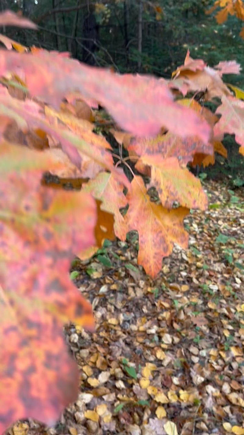 Where should North Carolina gardeners leave leaves?