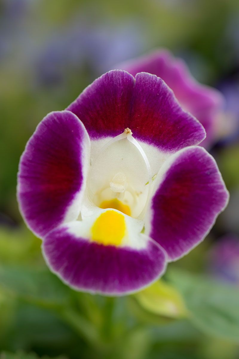 Torenia