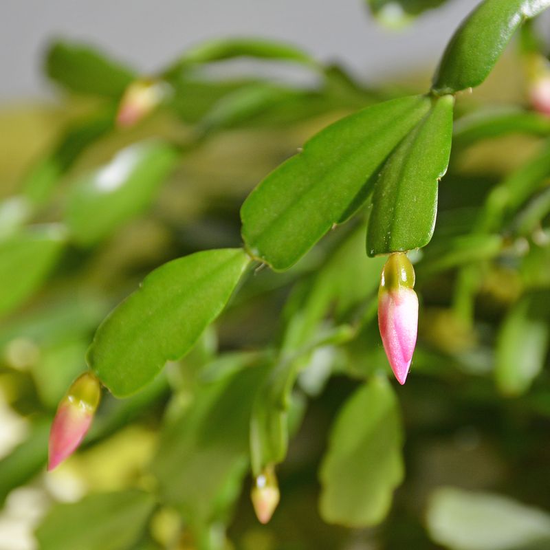 An October start can encourage buds, not promise Christmas flowers
