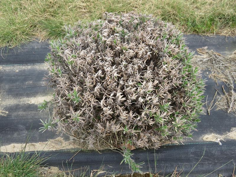 Wait for spring to confirm winter damage