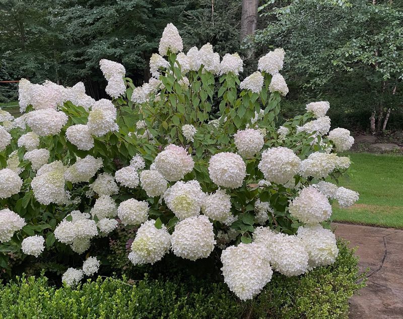 Identify the hydrangea before choosing a pruning rule