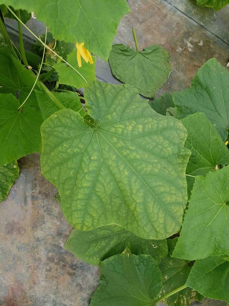 Start with the leaf pattern, not the remedy