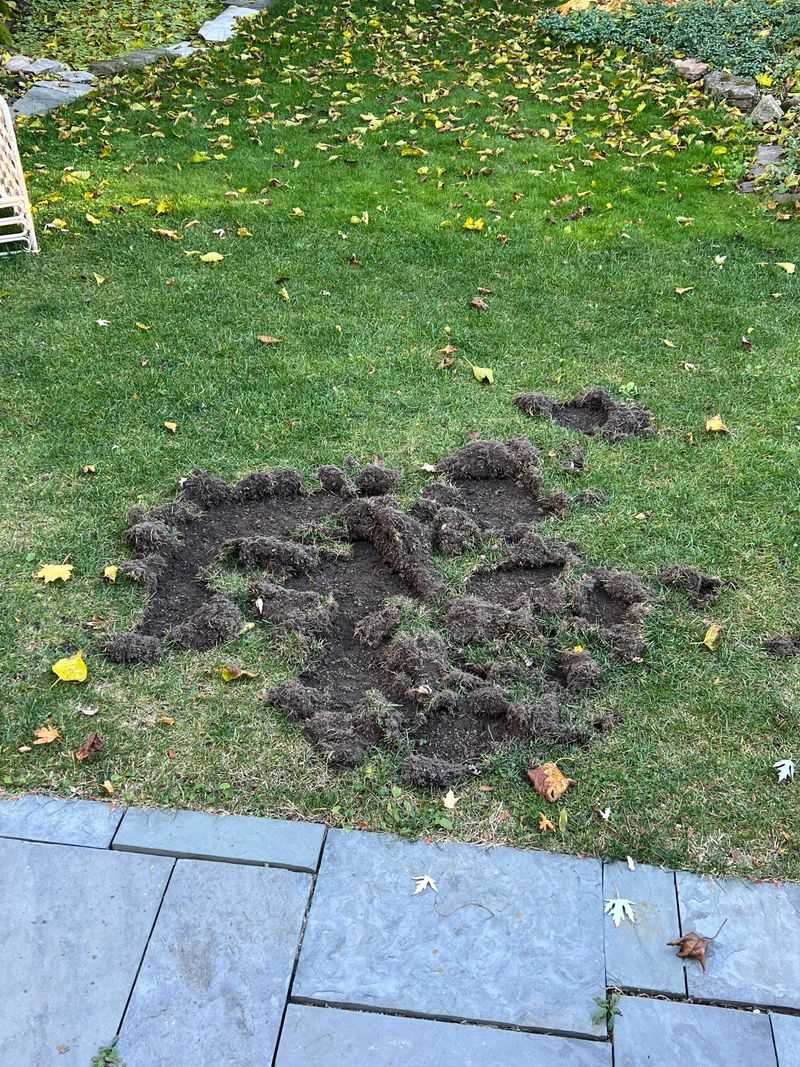 Which yard clues point to an actual conflict?