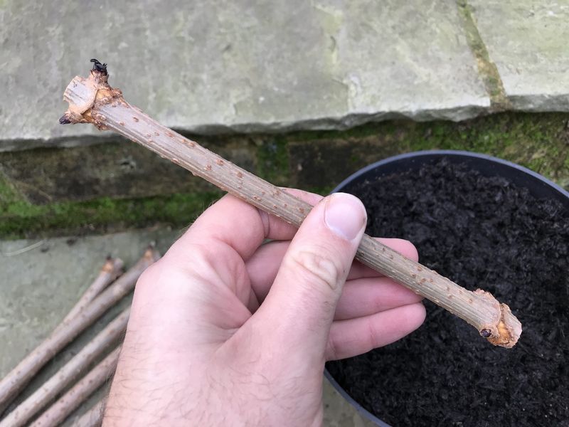 Select and orient mature stems