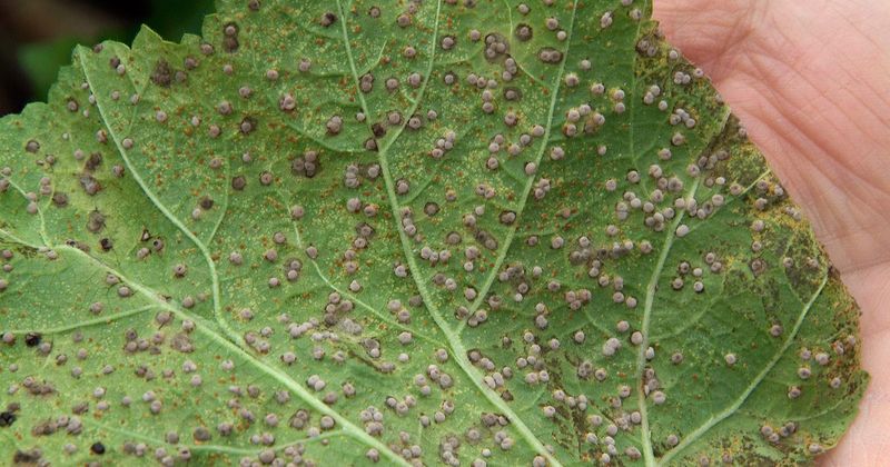 Recognize the signs of hollyhock rust
