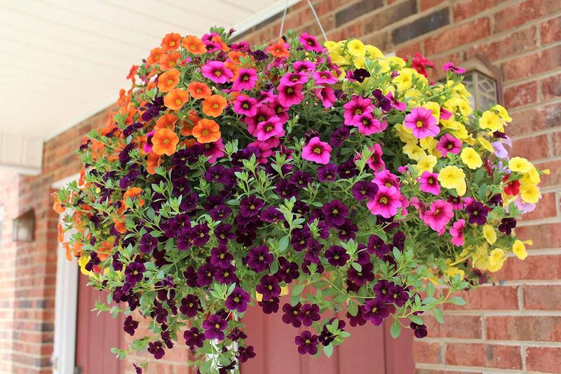 Sun and moisture still shape the bloom display