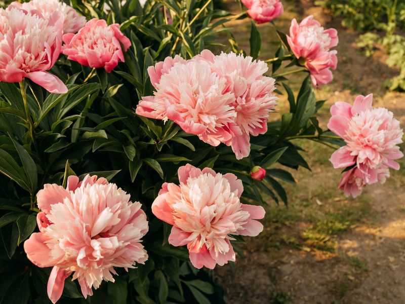 Peonies