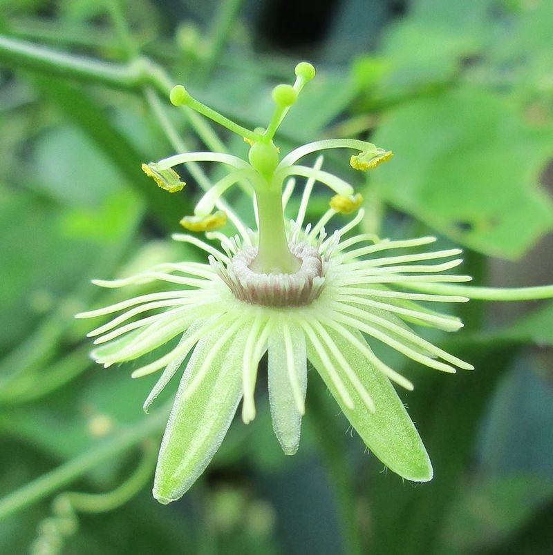Yellow Passionflower (Passiflora lutea)
