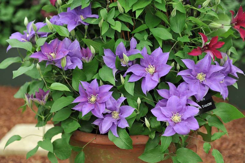 Inadequate or Inconsistent Watering