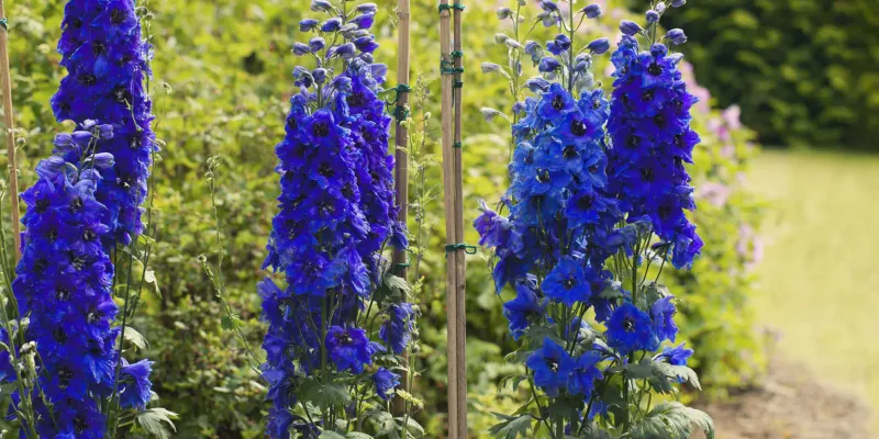 Preserve foliage and provide normal aftercare