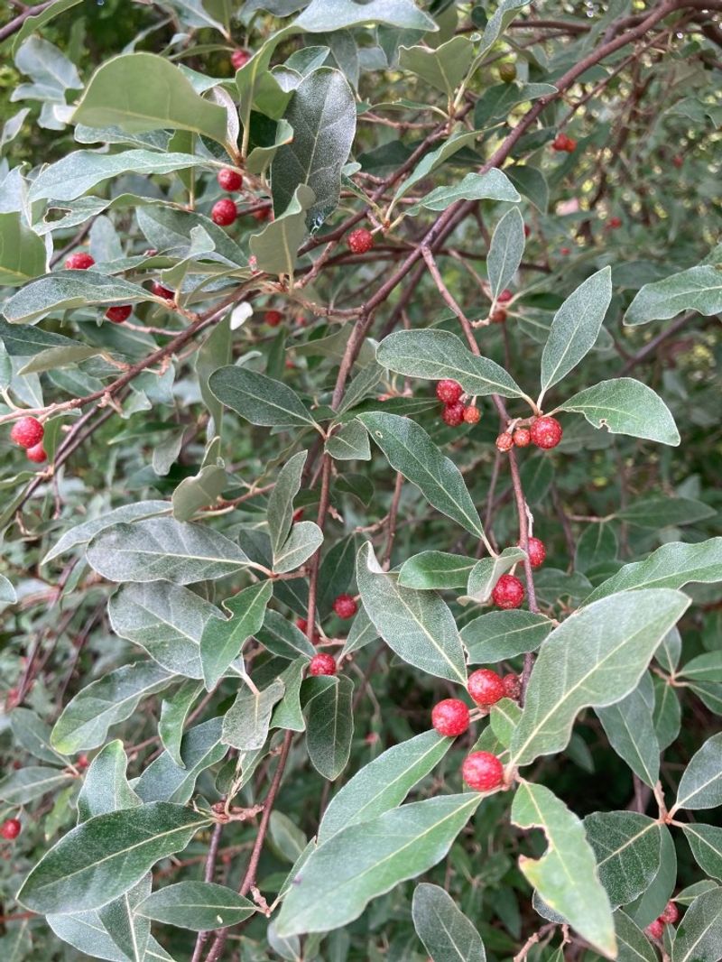 Autumn Olive
