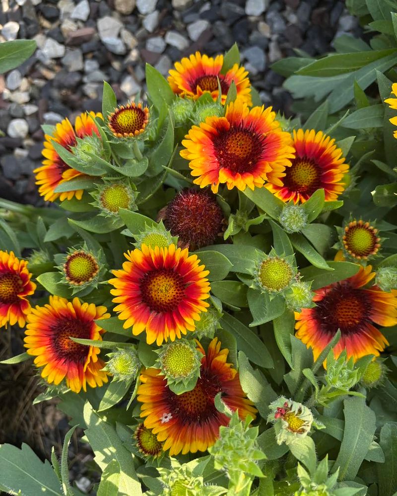 Blanket Flower (Gaillardia)