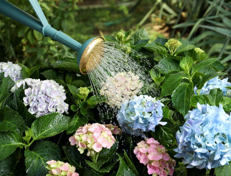 Panic Mistake: Drenching A Wet Plant