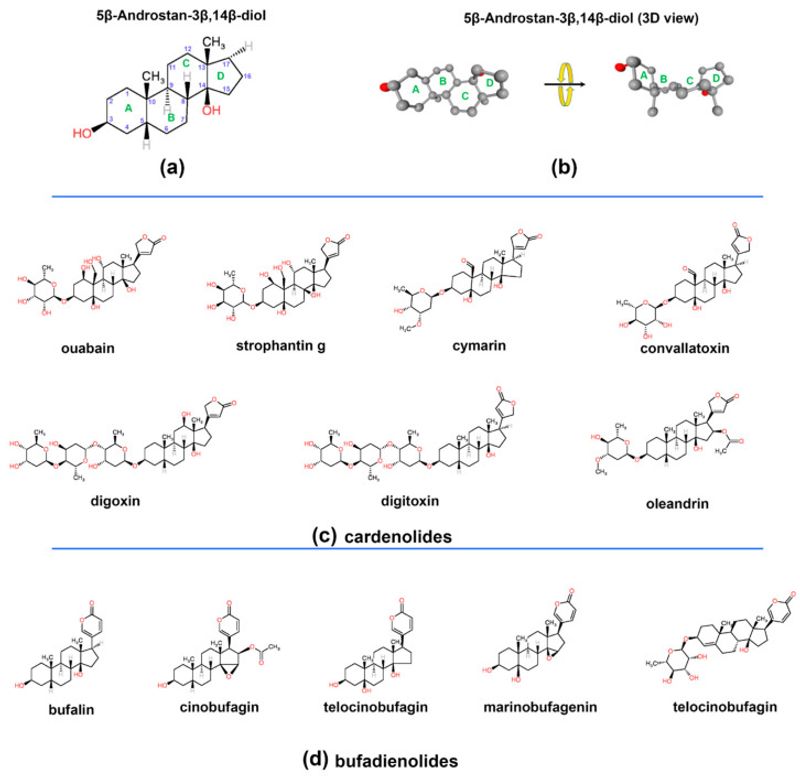 Related to digoxin, but not the same drug
