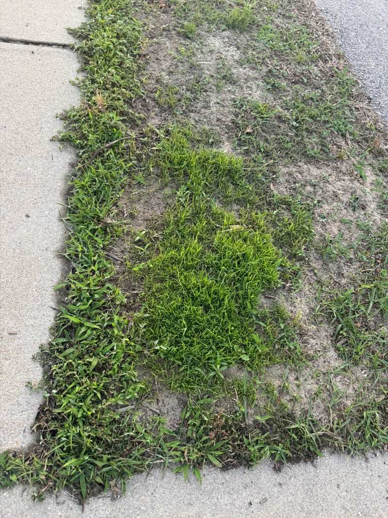Pavement can make an edge a harder place to grow