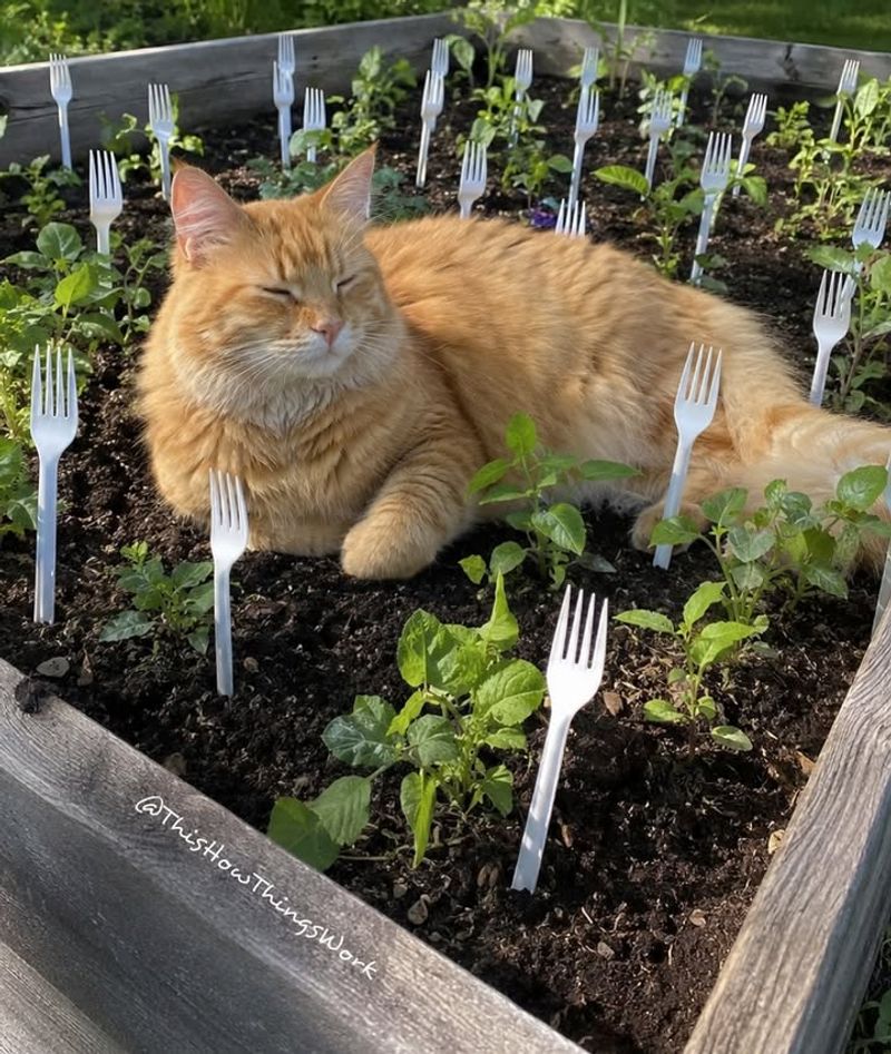 Citrus Peels to Send Cats Packing