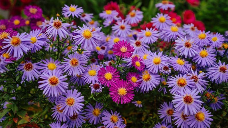 Asters