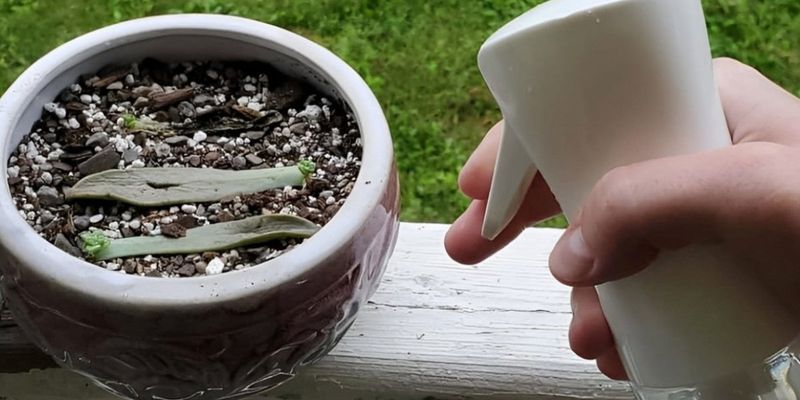 Give cuttings light without keeping them soggy