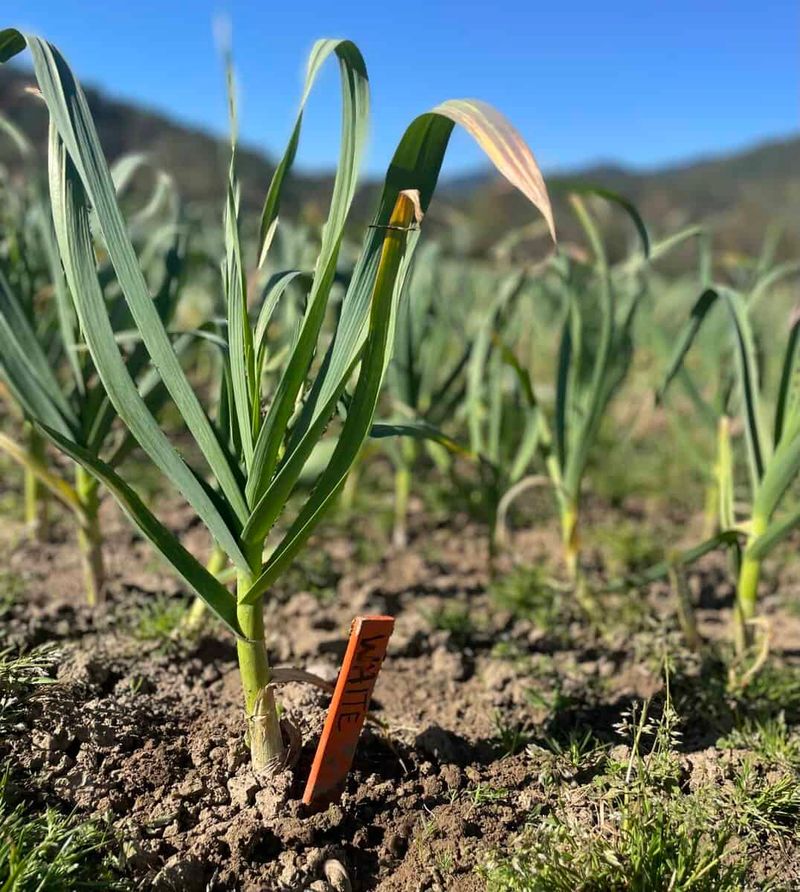 Spring care helps garlic realize its bulb-size potential