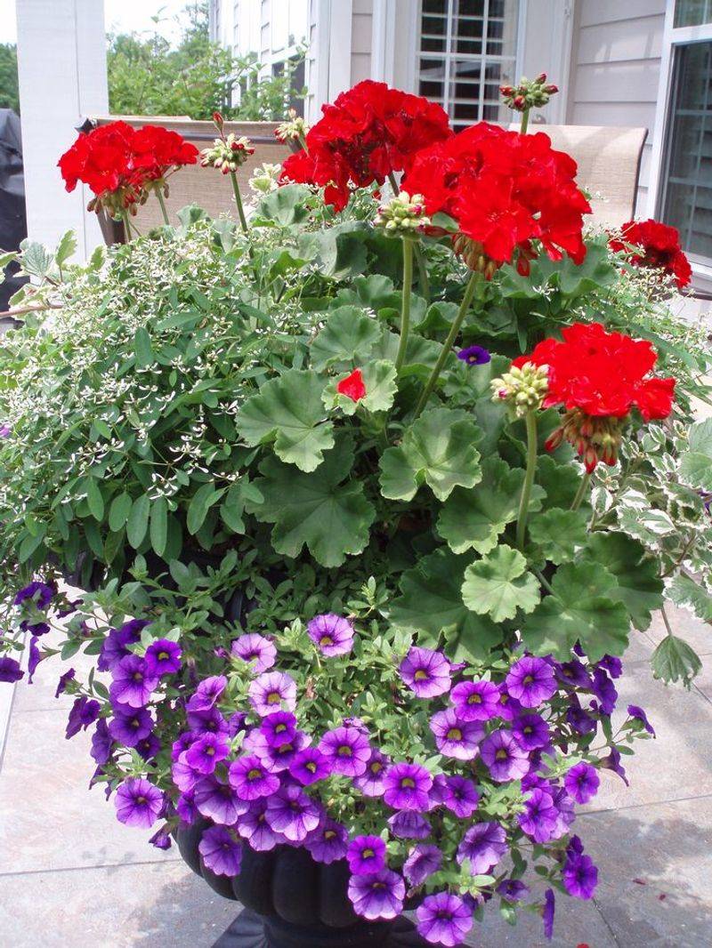 Geraniums