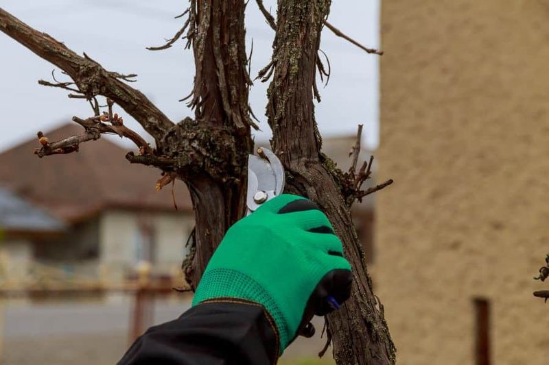Skipping the Dead, Diseased and Damaged Wood