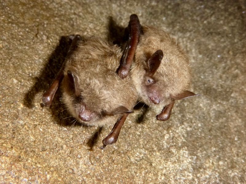Why North Carolina bats make a conservation project worthwhile