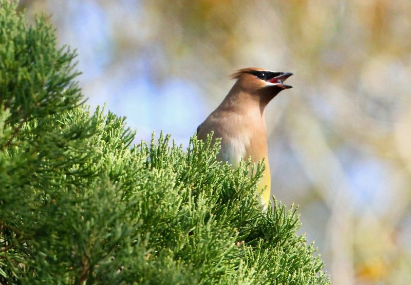 Use the visit as a clue, then improve the habitat