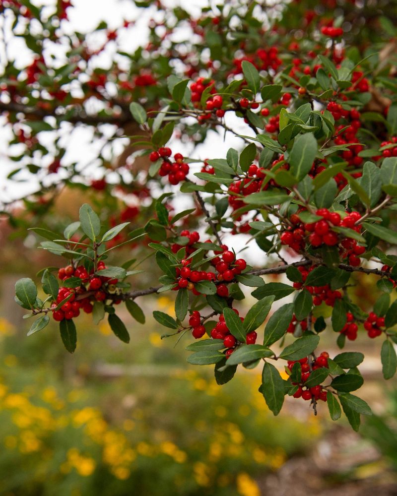 Yaupon Holly (Ilex vomitoria)