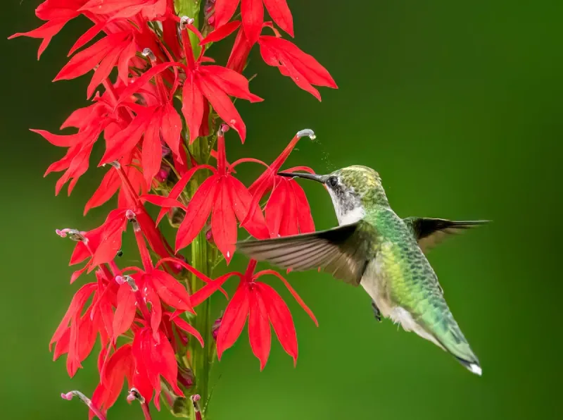 Cardinal Flower