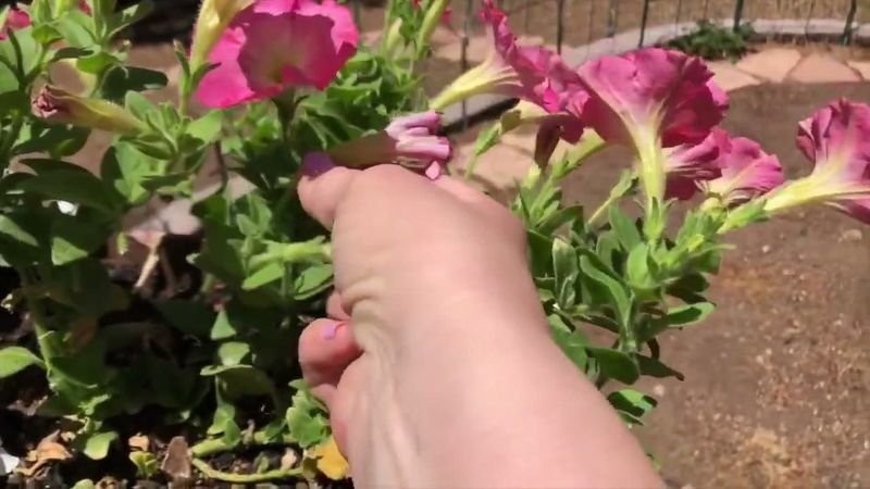 Consistent Deadheading for Continuous Blooms