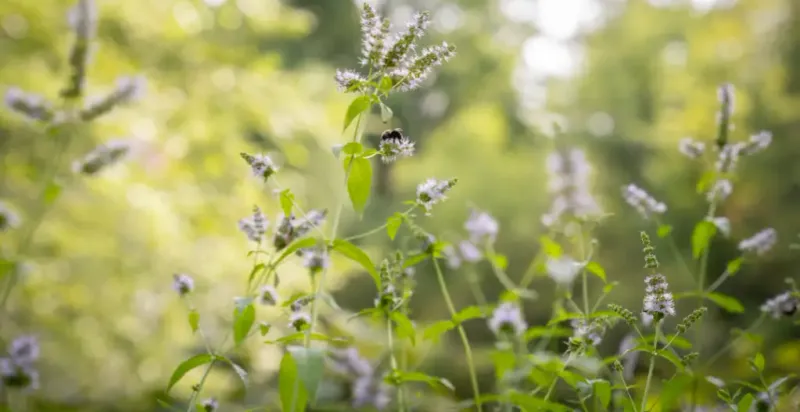 Plan for repeat blooms, not a promise