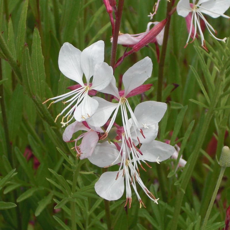 Gaura (Oenothera lindheimeri)