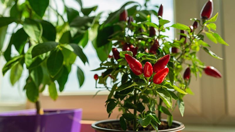 Move Potted Peppers Indoors Before Frost Hits