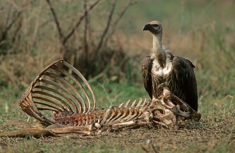 A Vulture Is Not a Flying Disinfectant