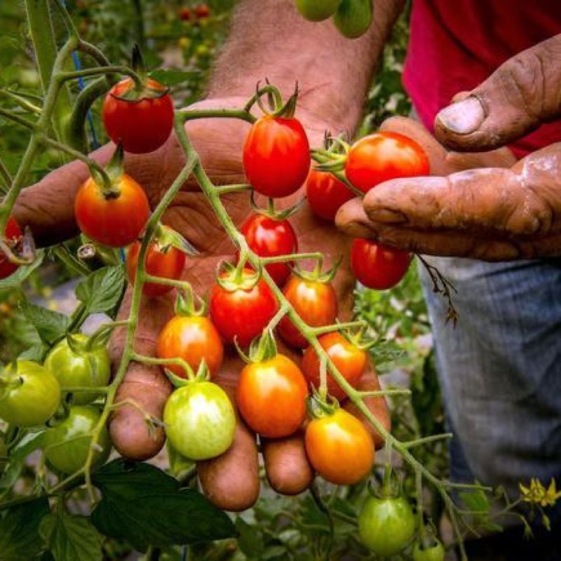 Reduce Irrigation Slightly for Enhanced Flavor