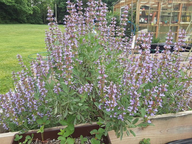 Give sage sun, drainage, and restrained pruning