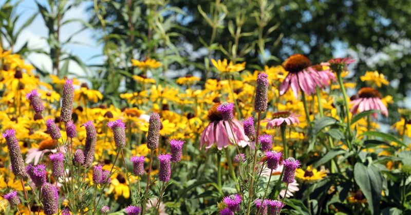 Build habitat for a wider pollinator community