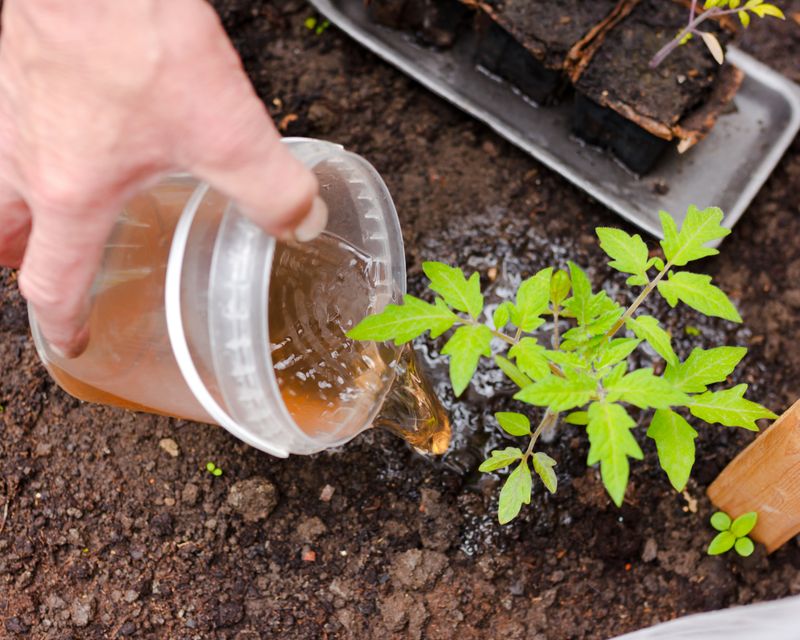 Compost Tea