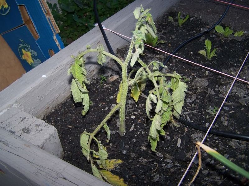 Transplant Shock and Root Disturbance