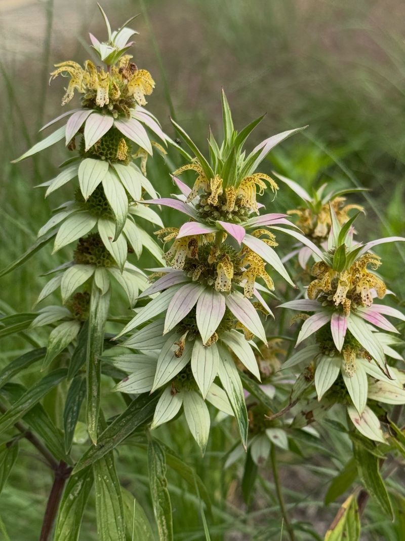 A sunny, sharply drained bed gives it the best start