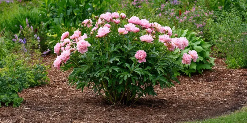 Manage Mulch to Avoid Deep Planting