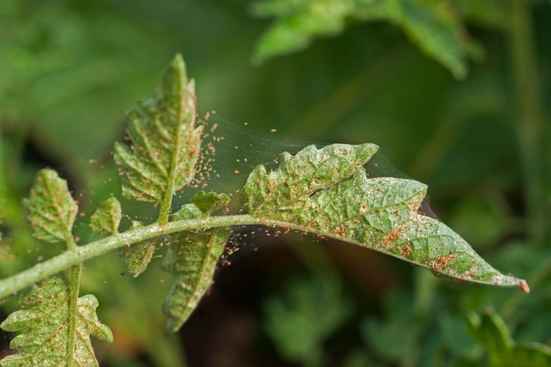 Let the tomato plant provide the pest evidence