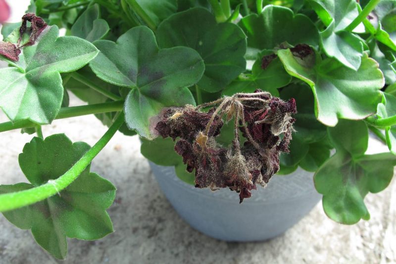 You Spot Discolored Spots Spreading From a Dying Flower