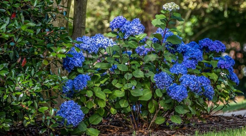 Competition From Nearby Trees And Shrubs