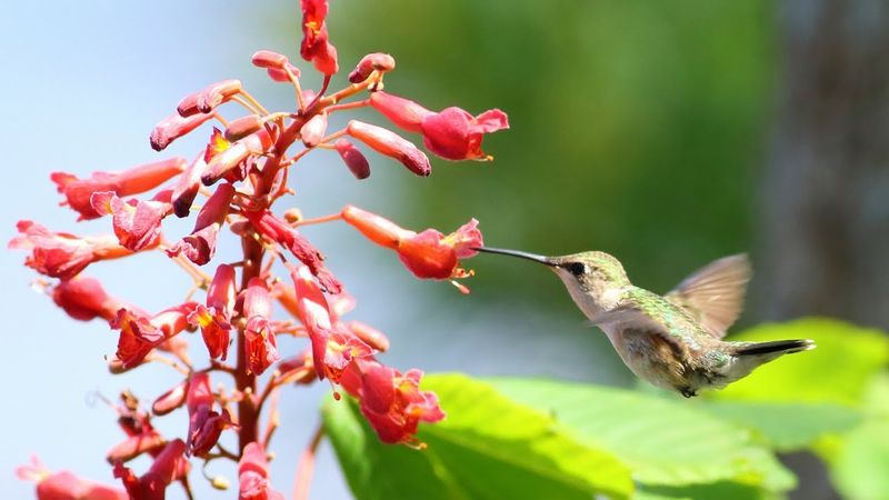 Red Buckeye (Aesculus pavia)
