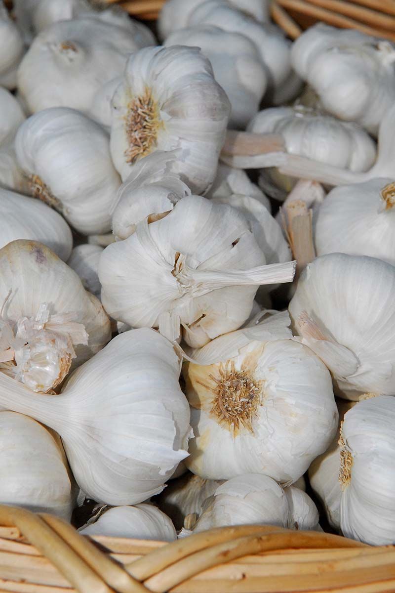 Planting Grocery Store Garlic
